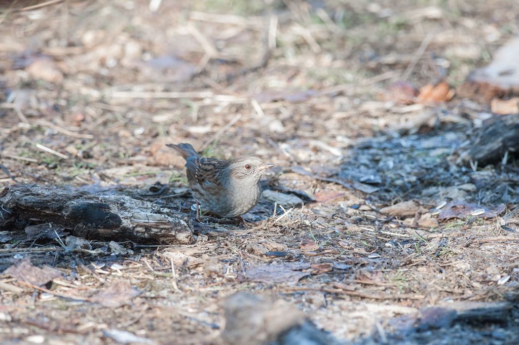 Passera scopaiola (Prunella modularis)